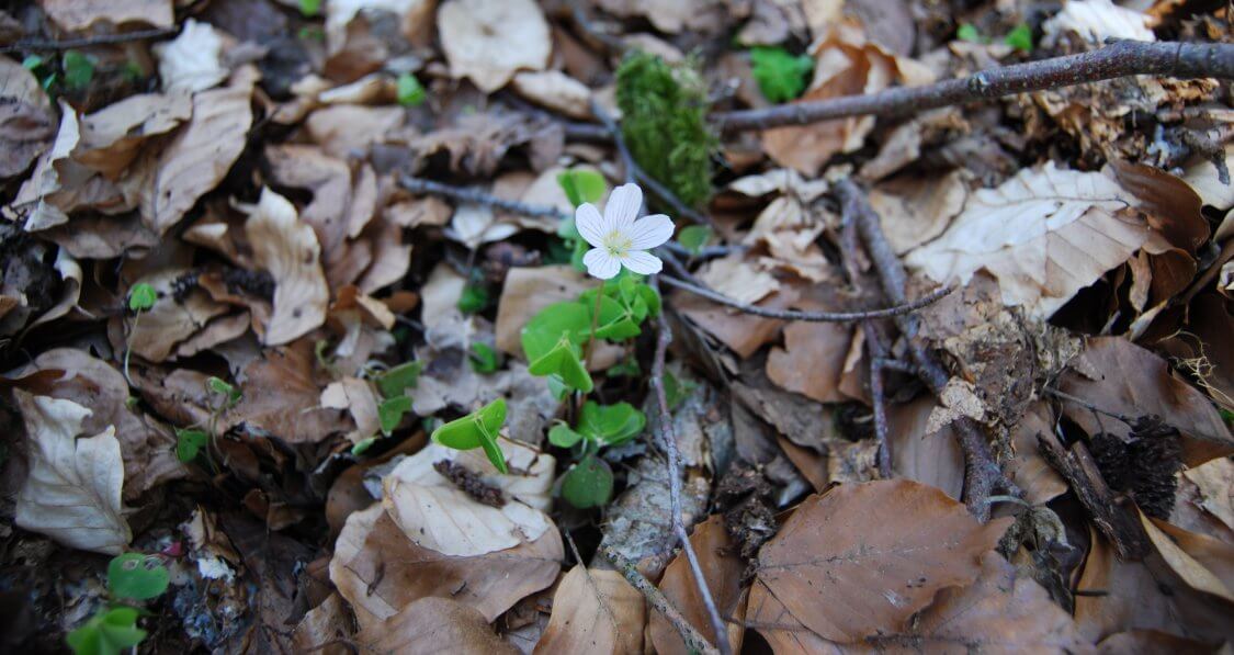 Blume auf Waldboden